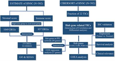 CCR4, CCR8, and P2RY14 as Prognostic Factors in Head and Neck Squamous Cell Carcinoma Are Involved in the Remodeling of the Tumor Microenvironment